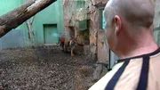 Tigermann Vanni mit Pfleger Hans Karer. Tigermann Vanni mit Pfleger Hans Karer.