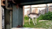 Mesopotamischer Damhirsch aus dem Kronberger Opel-Zoo im Vorgehege des Jerusalemer Zoos. Mesopotamischer Damhirsch aus dem Kronberger Opel-Zoo im Vorgehege des Jerusalemer Zoos.