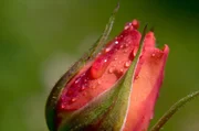 Universum: "Rose - K&ouml;nigin der Blumen", Rosen sprechen weltweit eine eindeutige Sprache. Sie haben die Menschheit schon vor Jahrtausenden ber&uuml;hrt und verf&uuml;hrt. Ihre Zuchtformen und ihre Namen sind ein Spiegel der Zeitgeschichte. Eine der ber&uuml;hmtesten Sorten hat die Rose auch zu einem Friedenssymbol erhoben: Die Gloria Dei alias Peace Rose. Sie wurde die erfolgreichste Gartenrose aller Zeiten. Der Film stellt die biologischen Besonderheiten der Rose vor, erl&auml;utert, warum gerade die Rose zu einer solchen F&uuml;lle an Sorten f&auml;hig ist und zeigt, wie die Zusammensetzung des Rosendufts auf Tiere und Menschen wirkt, warum manche wei&szlig;e Gartenrosenbl&uuml;te bei Regen rote Tupfen bekommt und warum die Rote Spinne Bikini-Rosen liebt.