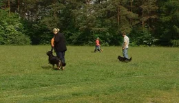 Damit aus einem jungen Hund sp&auml;ter ein folgsamer Begleiter wird, sollten Mensch und Hund miteinander lernen, damit sie einander &uuml;berhaupt verstehen k&ouml;nnen. Diese Junghunde besuchen mit ihren Frauchen und Herrchen die &Uuml;bungsstunde des Hundevereins.