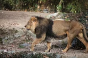 Der Löwe Kashi im Frankfurter Zoo. Der Löwe Kashi im Frankfurter Zoo.