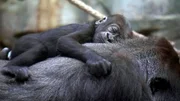 Das vier Monate alte Gorillababy Wela im Frankfurter Zoo. Das vier Monate alte Gorillababy Wela im Frankfurter Zoo.