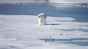 Die Klimaforscher auf der &bdquo;Healy&ldquo; m&uuml;ssen immer mit Eisb&auml;ren rechnen.