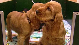 Kleine Spaniel-Welpen.