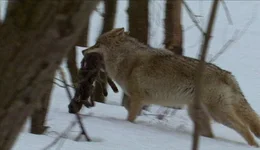 Urspr&uuml;nglich stammt der Hund vom Wolf ab. W&ouml;lfe sind J&auml;ger und Rudeltiere. Chef des Rudels ist immer der Leitwolf, das st&auml;rkste Tier im Rudel. Er bestimmt, was gemacht wird, ihm folgen alle anderen.
