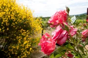 Universum: "Rose - K&ouml;nigin der Blumen", Rosen sprechen weltweit eine eindeutige Sprache. Sie haben die Menschheit schon vor Jahrtausenden ber&uuml;hrt und verf&uuml;hrt. Ihre Zuchtformen und ihre Namen sind ein Spiegel der Zeitgeschichte. Eine der ber&uuml;hmtesten Sorten hat die Rose auch zu einem Friedenssymbol erhoben: Die Gloria Dei alias Peace Rose. Sie wurde die erfolgreichste Gartenrose aller Zeiten. Der Film stellt die biologischen Besonderheiten der Rose vor, erl&auml;utert, warum gerade die Rose zu einer solchen F&uuml;lle an Sorten f&auml;hig ist und zeigt, wie die Zusammensetzung des Rosendufts auf Tiere und Menschen wirkt, warum manche wei&szlig;e Gartenrosenbl&uuml;te bei Regen rote Tupfen bekommt und warum die Rote Spinne Bikini-Rosen liebt.  SENDUNG: 3sat - MI - 29.07.2020 - 04:20 UHR. - Veroeffentlichung fuer Pressezwecke honorarfrei ausschliesslich im Zusammenhang mit oben genannter Sendung oder Veranstaltung des ORF bei Urhebernennung.