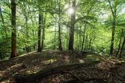 In der Hohen Schrecke hat sich auf wundersame Weise ein Wald erhalten, wie er ohne Zivilisation &uuml;berall bei uns wachsen w&uuml;rde - der typisch deutsche Wald, mit riesigen, uralten Buchen.