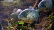 Die Piranhas im Frankfurter Zoo warten auf ihre F&uuml;tterung.