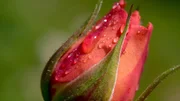 Universum: "Rose - K&ouml;nigin der Blumen". Der Film stellt die biologischen Besonderheiten der Rose vor, erl&auml;utert Zuchtformen, Duftzusammensetzung und weitere Aspekte.