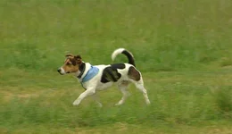 Paul ist ein Jack Russel Terrier. Weil diese Hunderasse klein und nett ist, ist sie besonders bei Kindern beliebt. Doch auch wenn er noch so freundlich und nett ausschaut, auch Paul muss den Anweisungen seines Frauchens folgen.