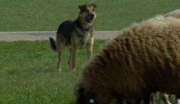 F&uuml;r den Dienst beim Sch&auml;fer sind vor allem der altdeutsche H&uuml;tehund und der Sch&auml;ferhund geeignet. H&uuml;tehunde m&uuml;ssen wachsam sein und daf&uuml;r sorgen, dass eine Schafherde zusammenbleibt.