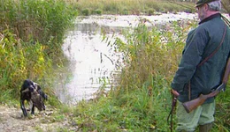 Der Jagdhund Arco apportiert dem J&auml;ger die Wildente.