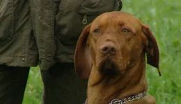 Der Hund als Jagdhund.