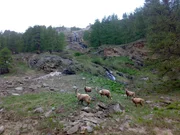 Im Nationalpark Gran Paradiso im Valsavarenche lebt die Urpopulation des Alpensteinbocks.