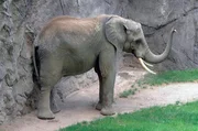 Elefant Tamo im Opel Zoo hat Bauchweh.