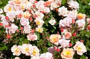 Universum: "Rose - K&ouml;nigin der Blumen", Rosen sprechen weltweit eine eindeutige Sprache. Sie haben die Menschheit schon vor Jahrtausenden ber&uuml;hrt und verf&uuml;hrt. Ihre Zuchtformen und ihre Namen sind ein Spiegel der Zeitgeschichte. Eine der ber&uuml;hmtesten Sorten hat die Rose auch zu einem Friedenssymbol erhoben: Die Gloria Dei alias Peace Rose. Sie wurde die erfolgreichste Gartenrose aller Zeiten. Der Film stellt die biologischen Besonderheiten der Rose vor, erl&auml;utert, warum gerade die Rose zu einer solchen F&uuml;lle an Sorten f&auml;hig ist und zeigt, wie die Zusammensetzung des Rosendufts auf Tiere und Menschen wirkt, warum manche wei&szlig;e Gartenrosenbl&uuml;te bei Regen rote Tupfen bekommt und warum die Rote Spinne Bikini-Rosen liebt.