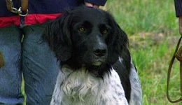Jagdhund Arco.