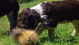 Alles, was ein Fell, hat weckt das Interesse dieser Welpen, es sind Wachtelhunde, eine Jagdhunderasse. Der Jagdinstinkt steckt den Hunden im Blut. Das liegt an ihrem Vorfahren, dem Wolf.
