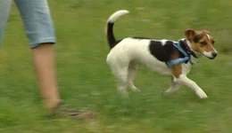 Paul ist ein Jack Russel Terrier. Weil diese Hunderasse klein und nett ist, ist sie besonders bei Kindern beliebt. Doch auch wenn er noch so freundlich und nett ausschaut, auch Paul muss den Anweisungen seines Frauchens folgen.