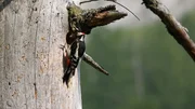 Specht f&uuml;ttert Junge - Buchenw&auml;lder.