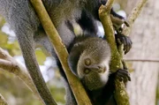 Sieben Affenarten sind im Kakamega-Regenwald zu Hause – darunter Blauaffen. Sieben Affenarten sind im Kakamega-Regenwald zu Hause – darunter Blauaffen.