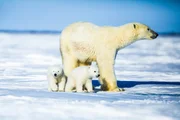 Eisb&auml;ren &ndash; Muttertier mit zwei Jungen