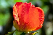 Universum: "Rose - K&ouml;nigin der Blumen", Rosen sprechen weltweit eine eindeutige Sprache. Sie haben die Menschheit schon vor Jahrtausenden ber&uuml;hrt und verf&uuml;hrt. Ihre Zuchtformen und ihre Namen sind ein Spiegel der Zeitgeschichte. Eine der ber&uuml;hmtesten Sorten hat die Rose auch zu einem Friedenssymbol erhoben: Die Gloria Dei alias Peace Rose. Sie wurde die erfolgreichste Gartenrose aller Zeiten. Der Film stellt die biologischen Besonderheiten der Rose vor, erl&auml;utert, warum gerade die Rose zu einer solchen F&uuml;lle an Sorten f&auml;hig ist und zeigt, wie die Zusammensetzung des Rosendufts auf Tiere und Menschen wirkt, warum manche wei&szlig;e Gartenrosenbl&uuml;te bei Regen rote Tupfen bekommt und warum die Rote Spinne Bikini-Rosen liebt.