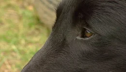 Das Auge des Hundes ist, wie das des Menschen, ein Linsenauge. Allerdings sehen Hunde Farben schlechter als der Mensch. Bewegte Gegenst&auml;nde aber bemerkt ein Hund sehr schnell.