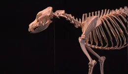 Hunde sind in ihrem Aussehen und ihrer Gr&ouml;&szlig;e zwar total unterschiedlich, ihr K&ouml;rperbau aber ist &auml;hnlich. Alle haben sie ein Knochenskelett und geh&ouml;ren zur Klasse der Wirbeltiere.
