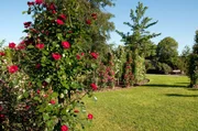 Universum: "Rose - K&ouml;nigin der Blumen", Rosen sprechen weltweit eine eindeutige Sprache. Sie haben die Menschheit schon vor Jahrtausenden ber&uuml;hrt und verf&uuml;hrt. Ihre Zuchtformen und ihre Namen sind ein Spiegel der Zeitgeschichte. Eine der ber&uuml;hmtesten Sorten hat die Rose auch zu einem Friedenssymbol erhoben: Die Gloria Dei alias Peace Rose. Sie wurde die erfolgreichste Gartenrose aller Zeiten. Der Film stellt die biologischen Besonderheiten der Rose vor, erl&auml;utert, warum gerade die Rose zu einer solchen F&uuml;lle an Sorten f&auml;hig ist und zeigt, wie die Zusammensetzung des Rosendufts auf Tiere und Menschen wirkt, warum manche wei&szlig;e Gartenrosenbl&uuml;te bei Regen rote Tupfen bekommt und warum die Rote Spinne Bikini-Rosen liebt.  SENDUNG: 3sat - MI - 29.07.2020 - 04:20 UHR. - Veroeffentlichung fuer Pressezwecke honorarfrei ausschliesslich im Zusammenhang mit oben genannter Sendung oder Veranstaltung des ORF bei Urhebernennung.