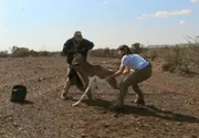 Bayerisches Fernsehen NATUR EXCLUSIV "Gazellen - Der gro&szlig;e Sprung in die Sahara", Ein Film von Felix Heidinger. Beim Fang einer Mhorrgazelle.