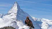 Ein Steinadler sitzt vor einem der imposantesten Berge der Alpen: dem Matterhorn.