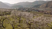 Marillenbl&uuml;te bei Spitz- Wachau.