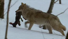 Urspr&uuml;nglich stammt der Hund vom Wolf ab. W&ouml;lfe sind J&auml;ger und Rudeltiere. Chef des Rudels ist immer der Leitwolf, das st&auml;rkste Tier im Rudel. Er bestimmt, was gemacht wird, ihm folgen alle anderen.