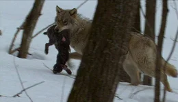 Urspr&uuml;nglich stammt der Hund vom Wolf ab. W&ouml;lfe sind J&auml;ger und Rudeltiere. Chef des Rudels ist immer der Leitwolf, das st&auml;rkste Tier im Rudel. Er bestimmt, was gemacht wird, ihm folgen alle anderen.