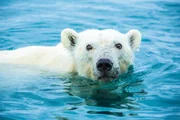 Ein Eisb&auml;r schwimmt im Wasser