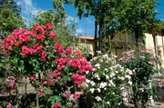 Roseto Botanico Carla Fineschi (Cavriglia Toskana).