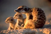 Meerkats. As seen on MEERKAT MANOR.