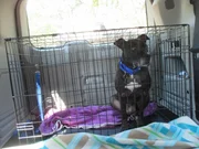 Bullet waiting in crate before home check. Bullet waiting in crate before home check.