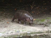 Zwergflusspferd Paule auf dem Weg ins Wasser.