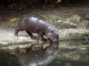 Zwergflusspferd Paule.