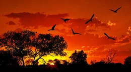Landscape of Africa with warm sunset, beautiful nature, dramatic red sky, silhouettes of big Ibis birds, wildlife safari, Eco travel and tourism, South Africa, Kruger national park, Sabi Sand