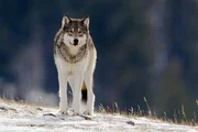 Wolf im Schnee "Yellowstone-Nationalpark".
