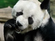 Knautschke oder Knorke, Molly oder Knut, Bao Bao oder Ingo der Flamingo - wer ist der Liebling im Berliner Zoo? Zum Zoo-Jubil&auml;um erinnert das rbb Fernsehen an die 30 sch&ouml;nsten Tiergeschichten - Bao Bao beim Zerbei&szlig;en des Zuckerrohrs.