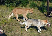 Wolf und Löwin. Wolf und Löwin.