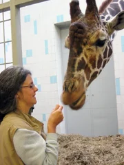 Tiergarten N&uuml;rnberg 39 Tier&auml;rztin Dr. Katrin Baumgartner mit Giraffe Charly