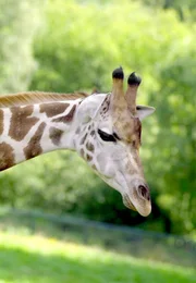 Giraffe im Opel-Zoo.