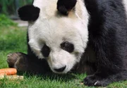 . . ARD/rbb PANDA, GORILLA & CO., TEIL 148, "Geschichten aus dem Zoo Berlin und dem Tierpark Berlin", am Donnerstag (17.06.10) um 16:10 Uhr im ERSTEN. Pandab&permil;r BaoBao bekommt zum Fr&cedil;hst&cedil;ck Suppe, alles fein p&cedil;riert, denn mit seinen 31 Jahren schlabbert er lieber sein Essen, als das er kaut. &copy; rbb/Thomas Ernst, honorarfrei - Verwendung gem&permil;ﬂ der AGB im engen inhaltlichen, redaktionellen Zusammenhang mit genannter rbb-Sendung bei Nennung "Bild: rbb/Thomas Ernst" (S2). rbb Presse & Information, Masurenallee 8-14, 14057 Berlin, Tel: 030/97 99 3-12118 oder -12116, pressefoto@rbb-online.de.