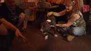 Boss Tia helps the team to take care of a badly battered pit bull who was abused as a fighting dog. Boss Tia helps the team to take care of a badly battered pit bull who was abused as a fighting dog.