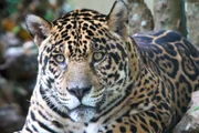 Bayerisches Fernsehen NATUR EXCLUSIV, "Big Five S&uuml;damerika - Der Jaguar", am Samstag (30.06.12) um 19:00 Uhr. Die drittgr&ouml;&szlig;te Katze der Welt - gr&ouml;&szlig;er sind nur noch L&ouml;we und Tiger - hat auf dem amerikanischen Kontinent lange um ihr &Uuml;berleben k&auml;mpfen m&uuml;ssen. Das wundersch&ouml;ne Fell des Jaguars und die Furcht der Menschen haben ihn in weiten Teilen Amerikas zum Verschwinden gebracht. Auch in Brasilien konnte sich der Bestand erst nach dem Artenschutzabkommen von 1976 erholen.